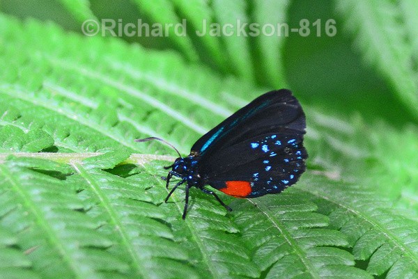 Atala Butterfly - Butterfly Gallery