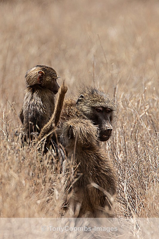 Olive Baboon & young - Lewa ~ Other Mammals