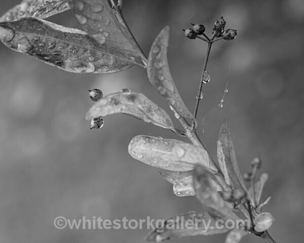  - Slow Photography
