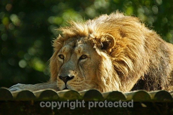 Asiatic Lion - Rana (Cotswold Wildlife Park) - Asiatic Lions