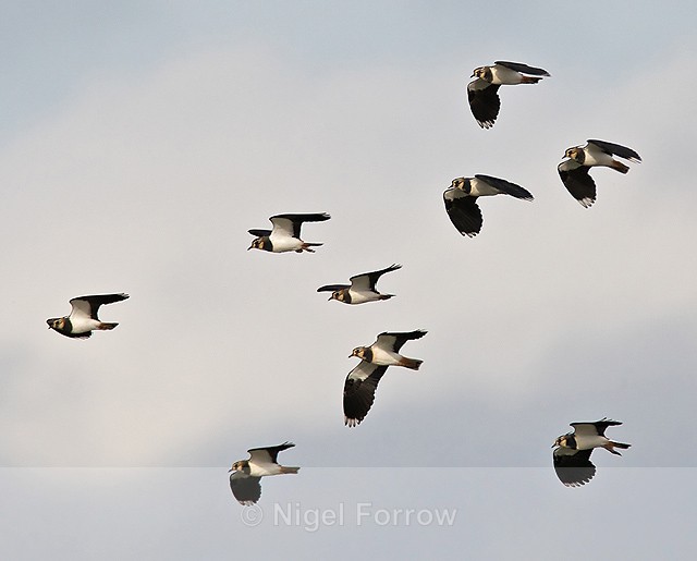 Lapwing flock at Otmoor - Lapwing