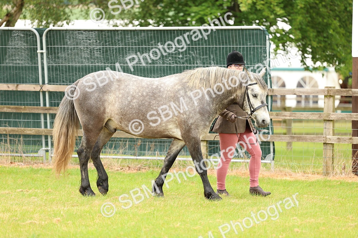 SBM_04086 - Class 64-67 - Shetland Pony In Hand