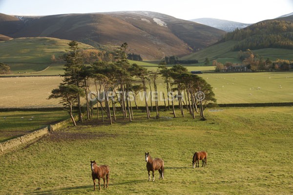 32 - SCOTTISH BORDERS
