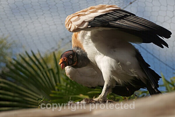 King Vulture - Other Wildlife Species
