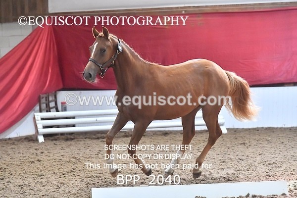 BPP_2040 - AFTERNOON 12.30 - 3.30PM