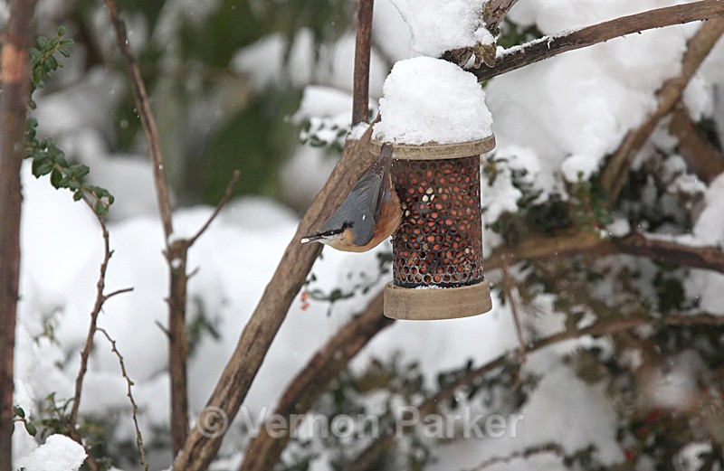 Nuthatch - Wild Birds