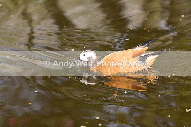 20140419-3K8A0415 - Captive Birds