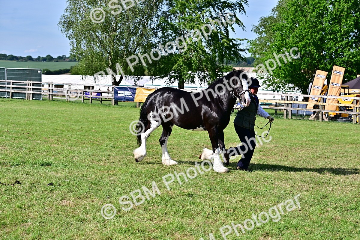 SBM_10116 - Class 63-65 - Traditional Gypsy Cobs In Hand & Ridden