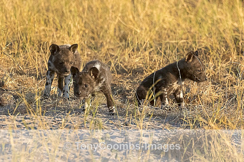 Wild Dog Pups - Botswana ~ The Mammals