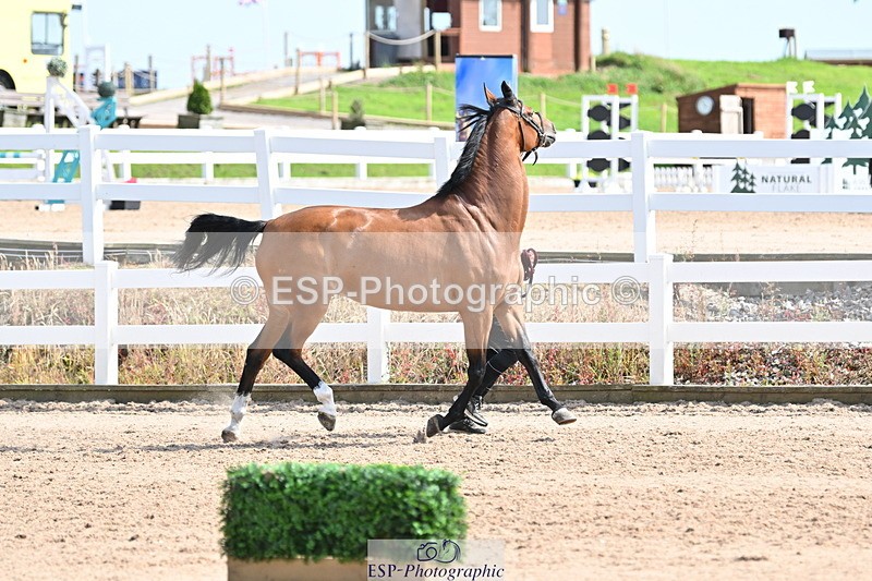 240717A-155706-03213 - Trot Up 3pm to 4pm