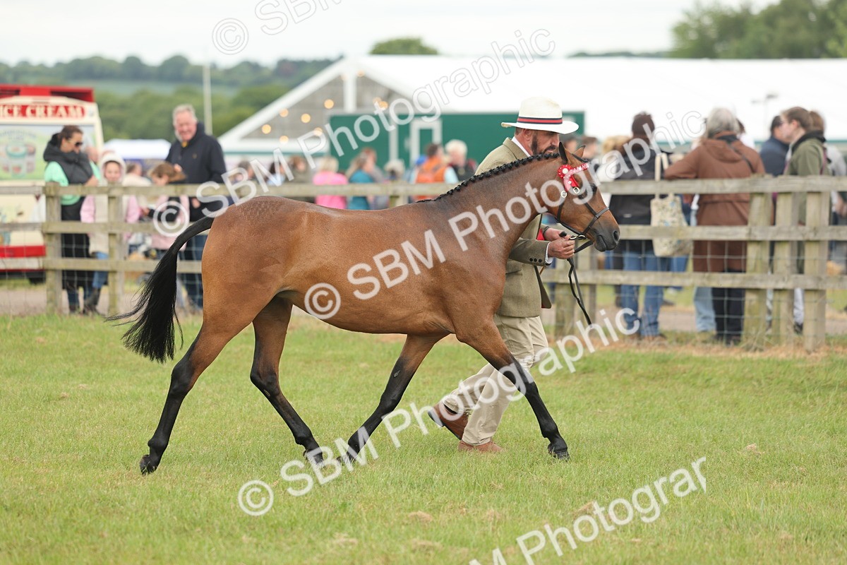 SBM_05447 - Class 68-73 - Riding Pony Breeding