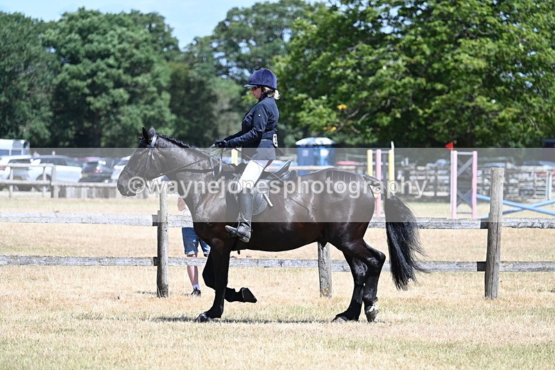WJ7_2788 - Class 7 Riding Club Show Horse