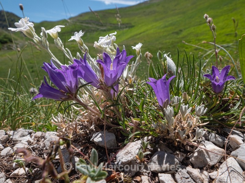 Grass-leaved bellflower (Edraianthus graminifolius) growing with Snow in summer (Cerastium tomentosum)  - Plants in the Landscape
