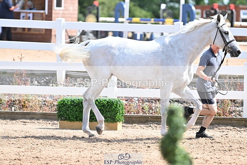 240717A-155026-03091 - Trot Up 3pm to 4pm