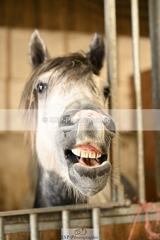 240809A-085521-00029 - Stable Shots