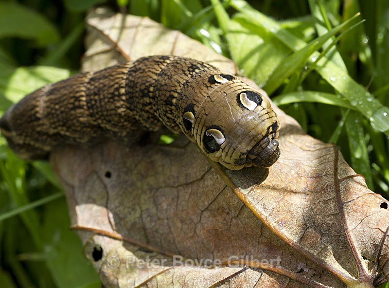 Hawk-moth caterpillar - Flora & Fauna