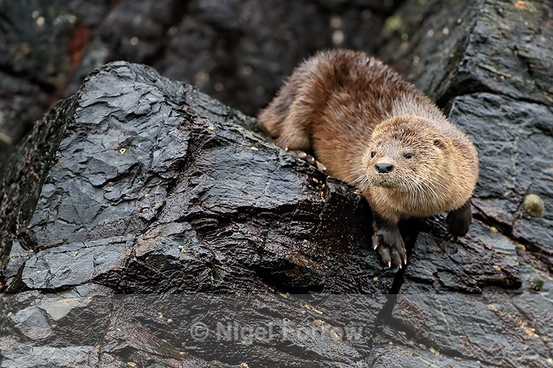 Marine Otter at Chanaral Island, Chile - Otter