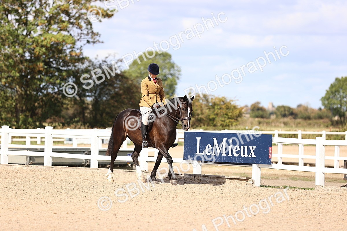 SBM_14344 - Class 412 - Handsomest Gelding (IH or Ridden)Adult