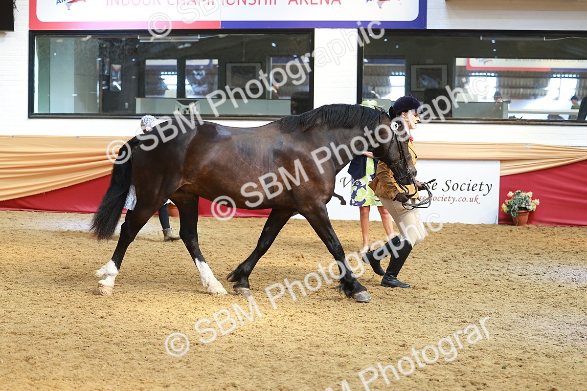 SBM_10718 - Class 103 - HOYS Veteran Qualifier - Ridden Pre Vet