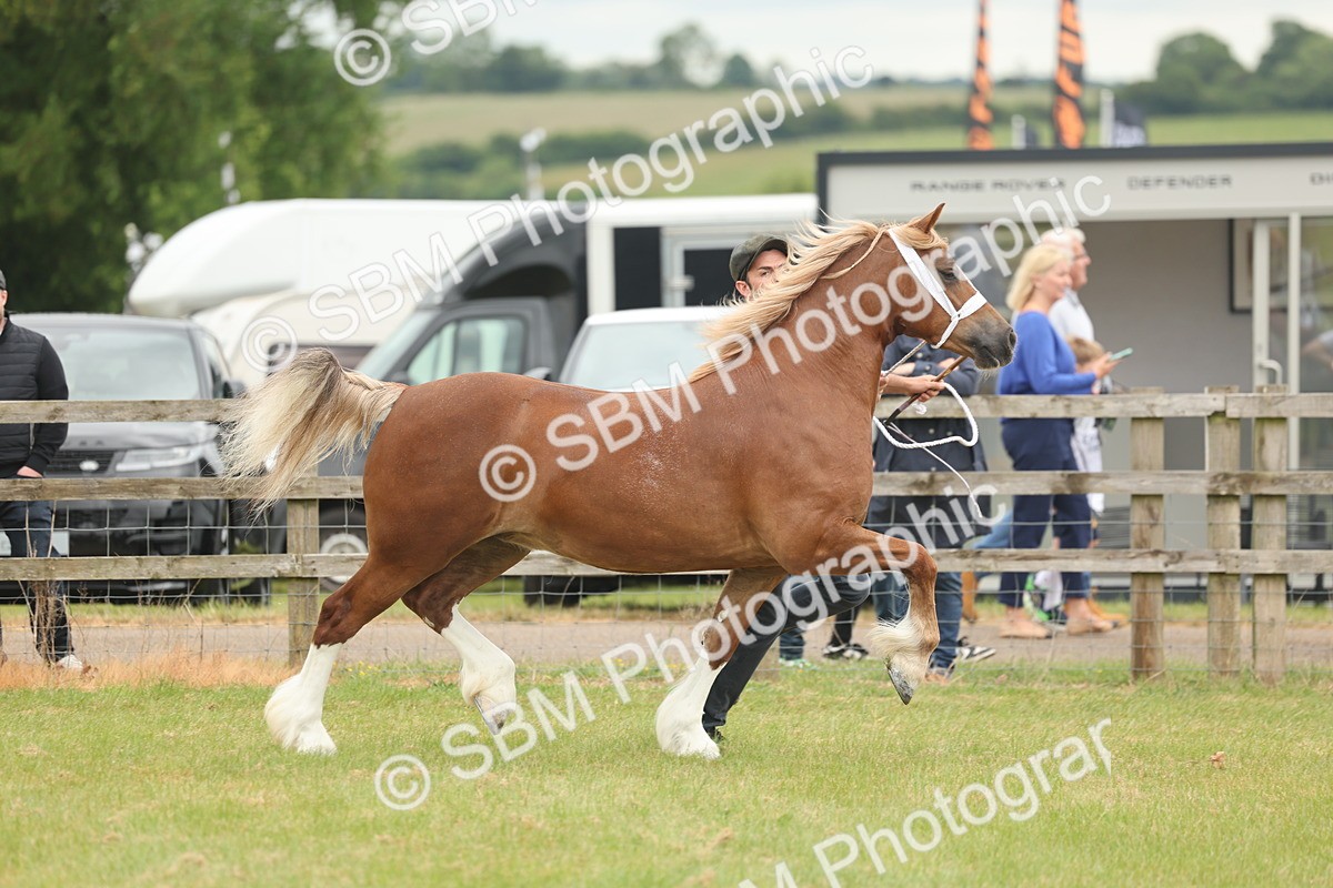SBM_04861 - Class 50-57 - M&M Welsh Pony In Hand