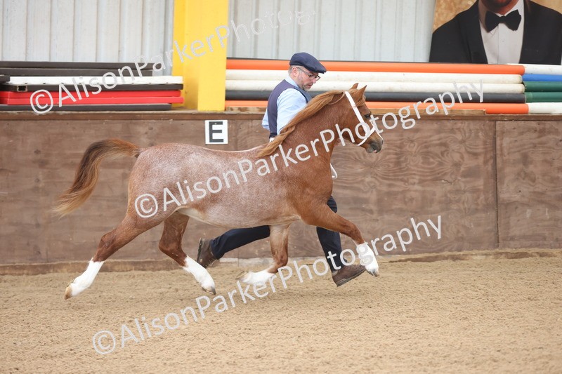 20251109-0494 - Class 18 - Yearling, Colt, Filly or Gelding