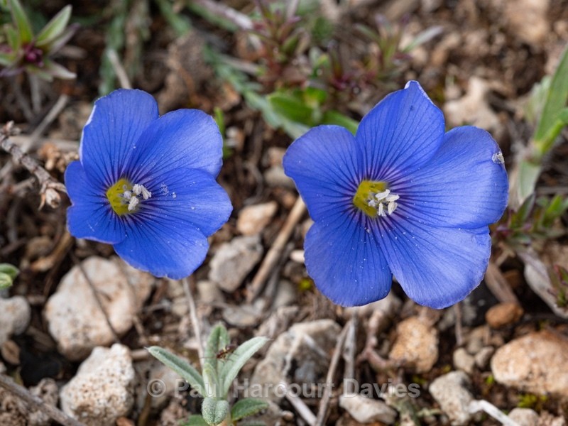 Beautiful flax (Linum narbonense)  - Gargano - Wild Flowers