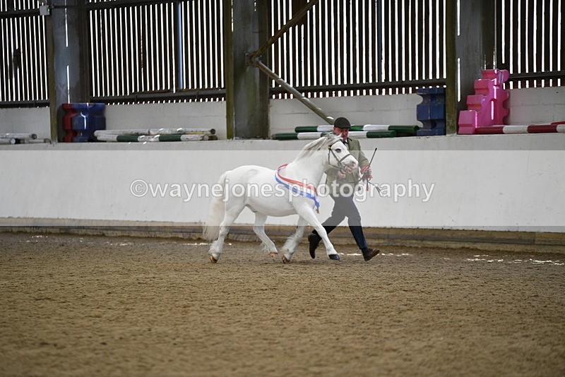 WJ5_5848 - Morning in hand Championship
