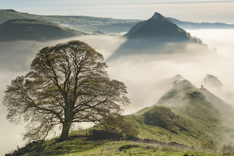 Chrome tree - Peak District & surrounding area