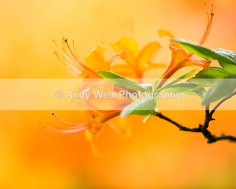 20140525-3K8A1635 - Plants & Flowers