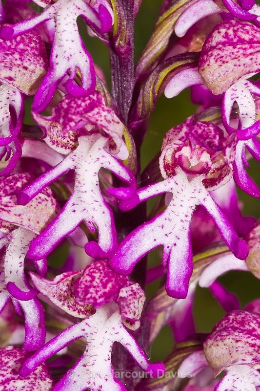 - Orchids - Orchis
