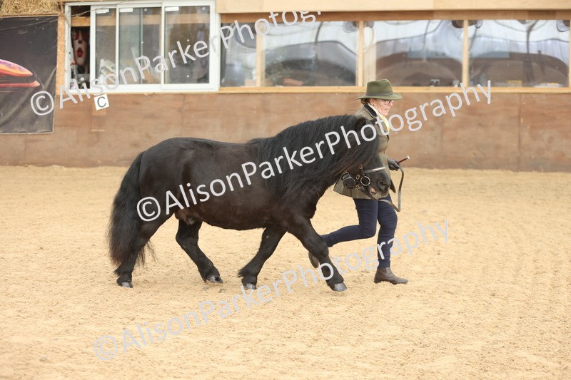 20251109-0080 - Class 4 - Stallions 4 Years and over