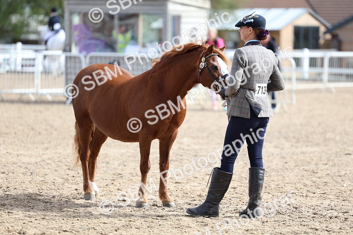 SBM_01887 - Class 18 - Handsomest Gelding - IH or Ridden