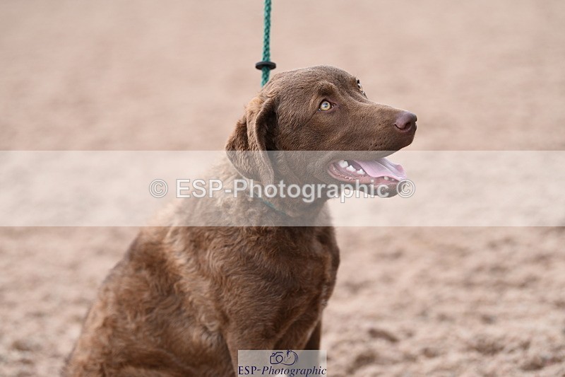 240518A-112350-00774 - Cls 1 Cutest Puppy