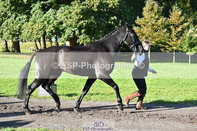 231022-103812-22631 - 505-MR.DARCY-Eleanor.Newcombe-TrotUp+SJ