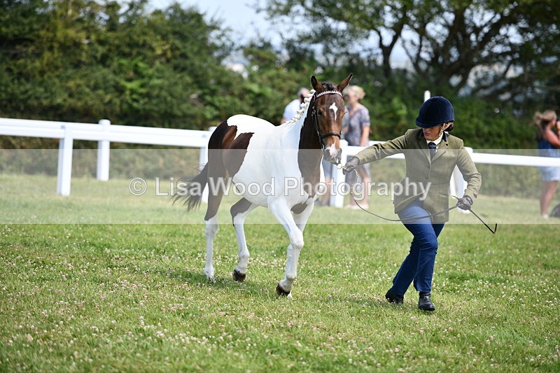 DSC_7499 - Class 63: Coloured Horse Youngstock