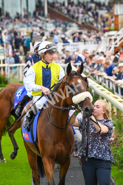230823-Race 5-Forza Orta-0679 - Race 5 4.10pm Sky Bet Stayers Handicap