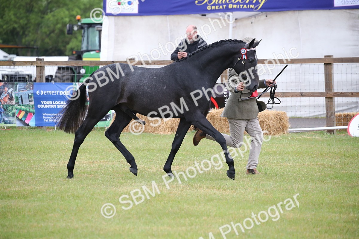 SBM_00210 - Class 17-20 - Arab & Part Bred - Anglo Arab In Hand