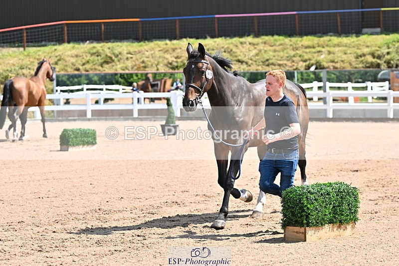 240718A-105239-00984 - Trot Up 11am to 12pm