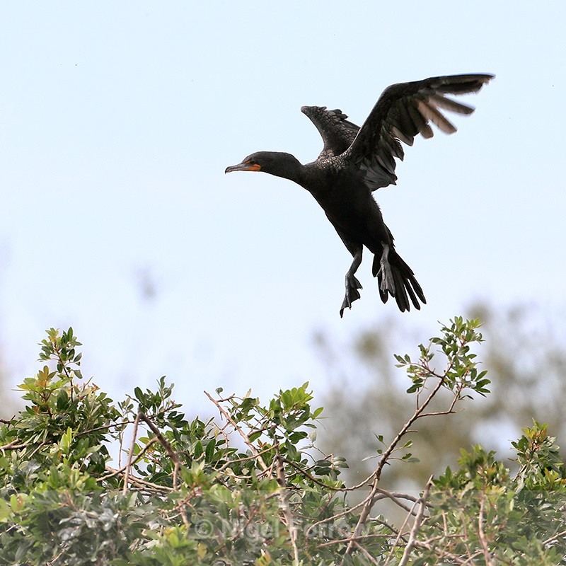 Double-crested Cormorant landing, Venice Rookery, Florida - Double-crested Cormorant
