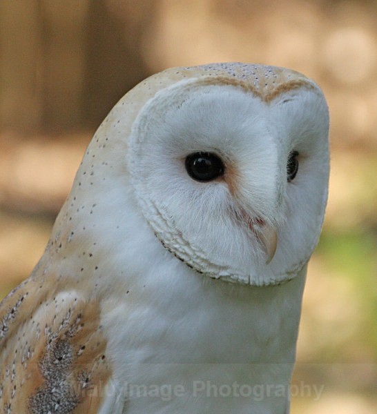Barn Owl - BIRDS
