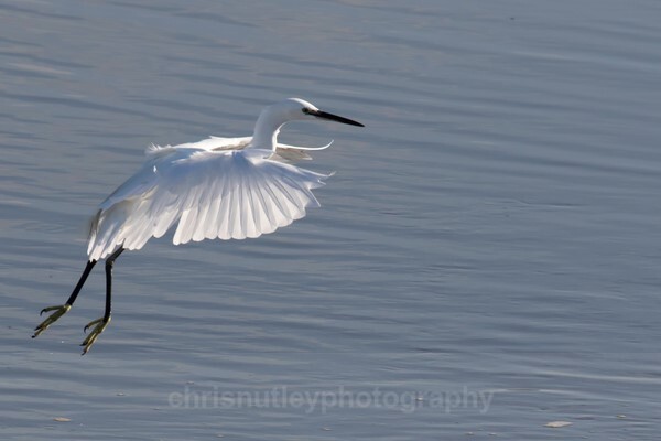  - Birds of Britain and Europe