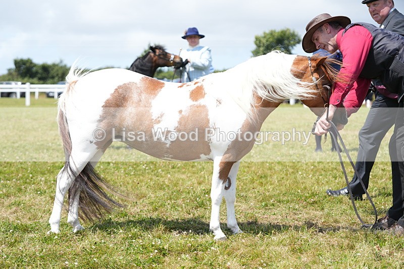 DSC06602 - Class 57: Miniature Horse 4yrs & over