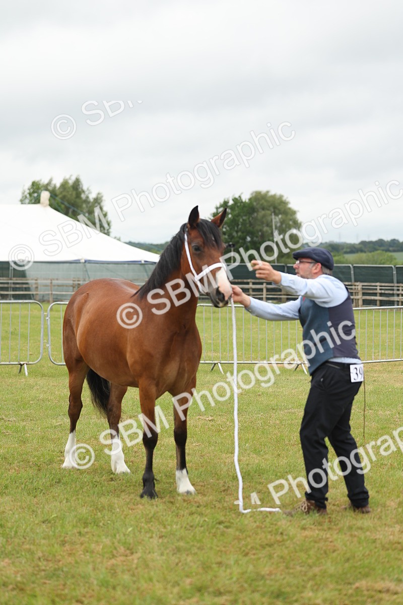 SBM_04832 - Class 50-57 - M&M Welsh Pony In Hand