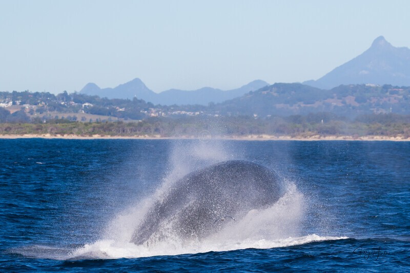 Humpback Breach Twisting Mt Warning 2. 0A3A8745 - 2025 Whales