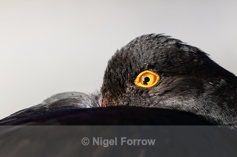 Magellanic Oystercatcher eye close-up, Carcass Island, Falklands - Magellanic Oystercatcher