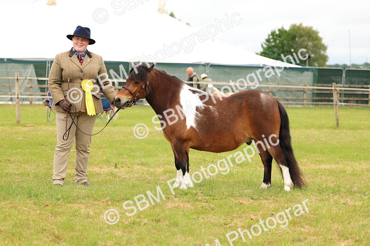 SBM_04402 - Class 64-67 - Shetland Pony In Hand