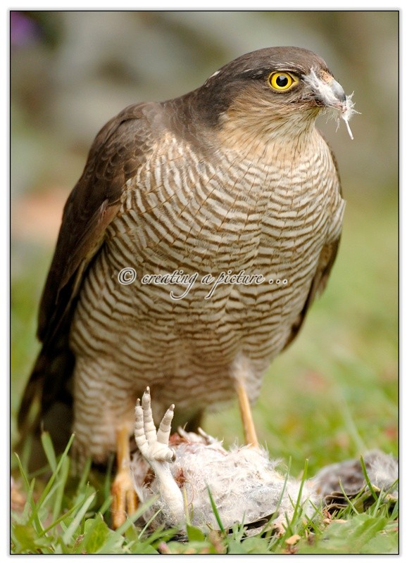 Sparrowhawk Feeding - Nature
