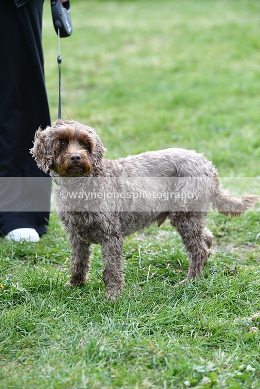 WJ5_9371 - Class 1 Best Cross Breed / Heniz 57