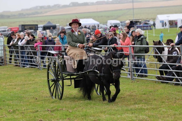 untitled-12359 - Shetland Pony Show