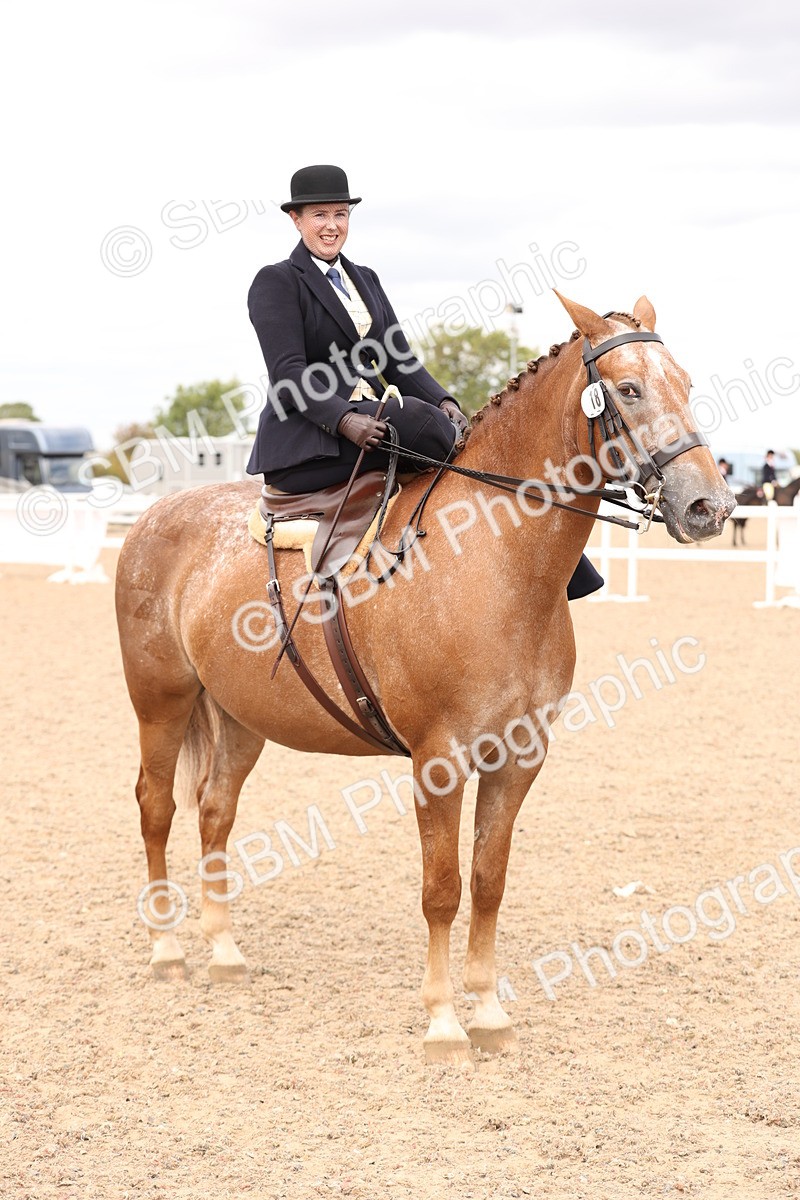 SBM_16413 - Class 211 - Best Side Saddle Horse - Pony